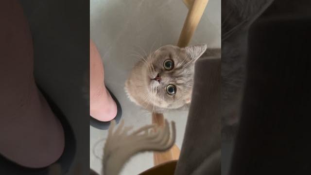 #cat #cute #cat #cute