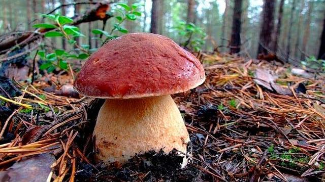 Сказочная карелия - поход за белыми грибами, ладога, рускеала Сказочная карелия - поход за белыми грибами, ладога, рускеала