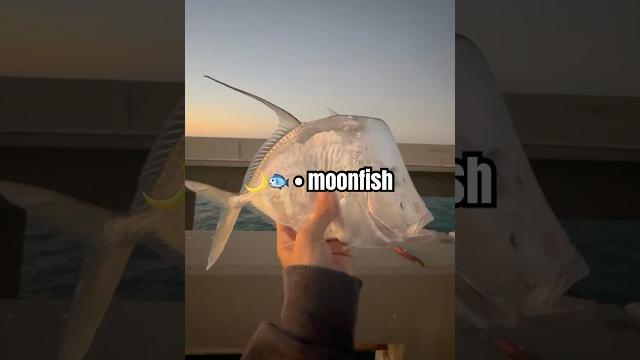 Moonfish • lookdown • Moonfish • lookdown •