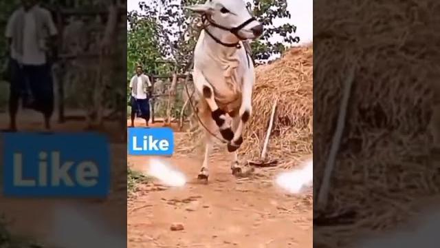 Ongole githa #subscribe Ongole githa #subscribe