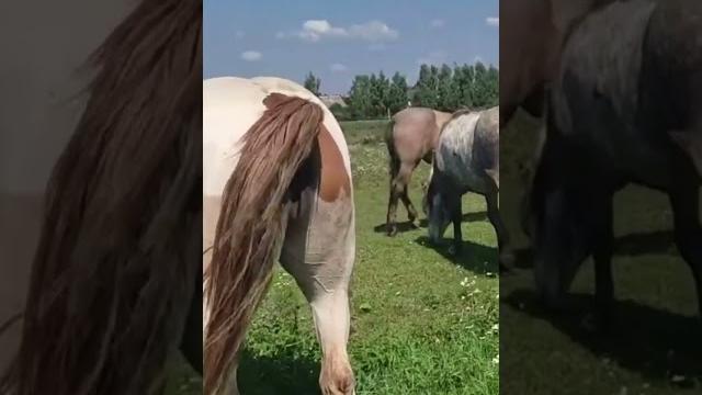 Stallion went for a walk in a herd of mares । beautiful horses Stallion went for a walk in a herd of mares । beautiful horses