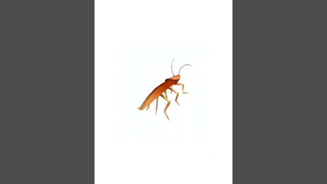 Cockroach dancing #cockroach #dance Cockroach dancing #cockroach #dance