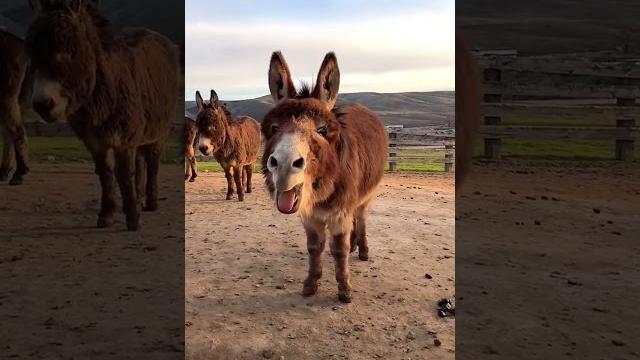 Eşek sesi #eşek #trending #fypシ #viral #viralvideo Eşek sesi #eşek #trending #fypシ #viral #viralvideo