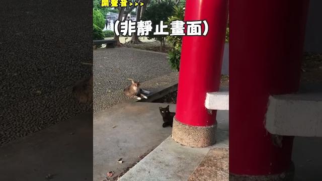 【人類請閉嘴】打擾路邊貓貓聊天被瞪 他秒認錯:對不起qq|貓|路邊|插嘴 【人類請閉嘴】打擾路邊貓貓聊天被瞪 他秒認錯:對不起qq|貓|路邊|插嘴