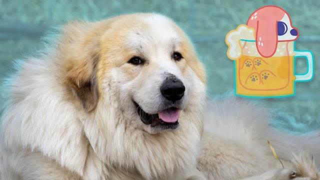The livestock guardian dog problem The livestock guardian dog problem