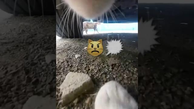 #cat cat fight (pov) cat chases cat ⬛ #cat cat fight (pov) cat chases cat ⬛