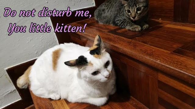 Let's be friends, says kitten Let's be friends, says kitten