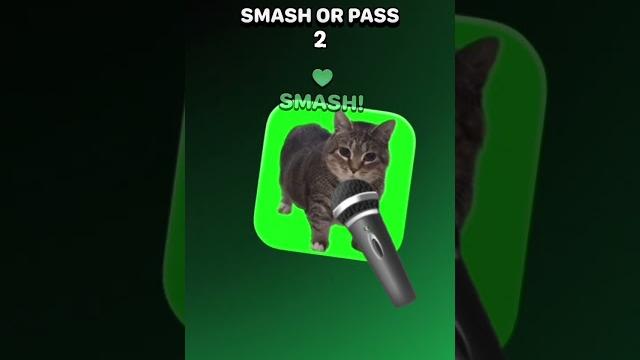 Milica cat logo Milica cat logo
