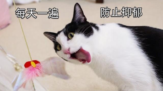 学会逗猫棒第7天,我的猫表情逐渐沙雕!每天一遍防止抑郁!|花花与三猫 cat live 学会逗猫棒第7天,我的猫表情逐渐沙雕!每天一遍防止抑郁!|花花与三猫 cat live