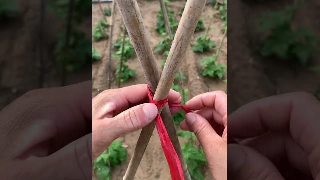 豆角架捆绑技巧#绳结分享 #绳子打结法#生活小妙招 豆角架捆绑技巧#绳结分享 #绳子打结法#生活小妙招