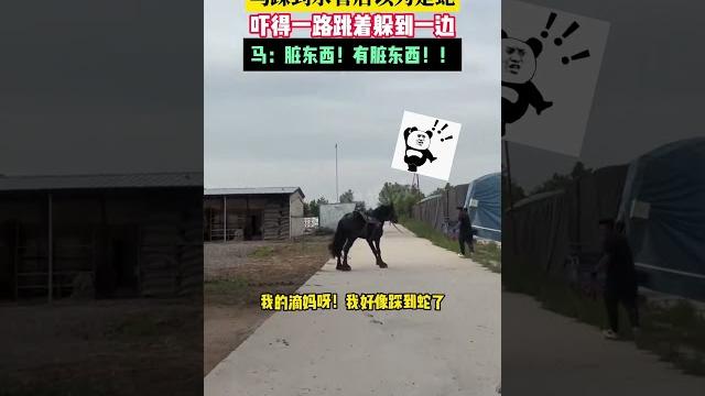 社会百态 | 马踩到水管后以为是蛇,吓得一路跳着躲到一边,马:脏东西!有脏东西!! 社会百态 | 马踩到水管后以为是蛇,吓得一路跳着躲到一边,马:脏东西!有脏东西!!