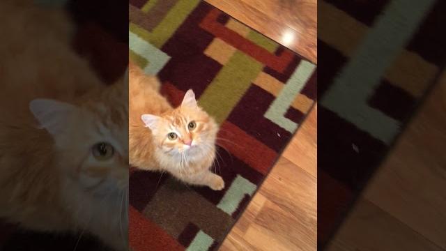 Very young o and his cat nip!! Very young o and his cat nip!!