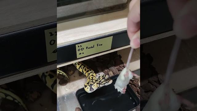 我的天啊...我怎麼餵個寵物都會發生這麼多事#爬蟲 #reptile #球蟒 #蛇 #snake #寵物 #可愛い #反差 #ballpython #attack #eating #吃播 我的天啊...我怎麼餵個寵物都會發生這麼多事#爬蟲 #reptile #球蟒 #蛇 #snake #寵物 #可愛い #反差 #ballpython #attack #eating #吃播