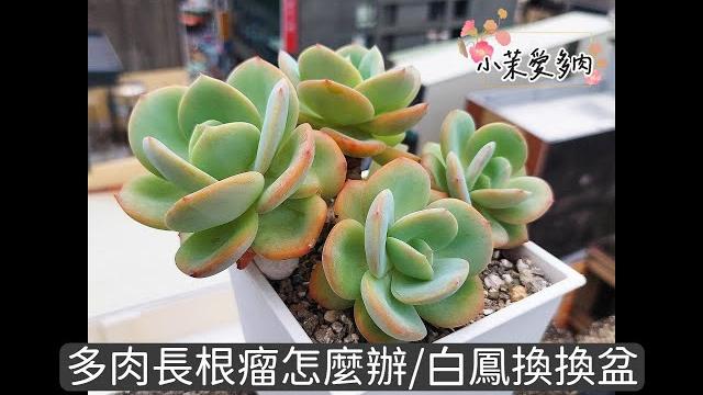 多肉長根瘤怎麼辦?/多肉換換盆-白鳳/我最喜歡的多肉品種|多肉植物|小茉愛多肉| 多肉長根瘤怎麼辦?/多肉換換盆-白鳳/我最喜歡的多肉品種|多肉植物|小茉愛多肉|