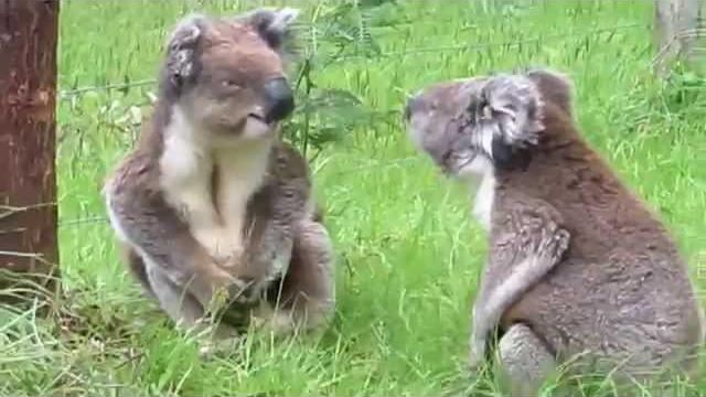 Koala fight Koala fight