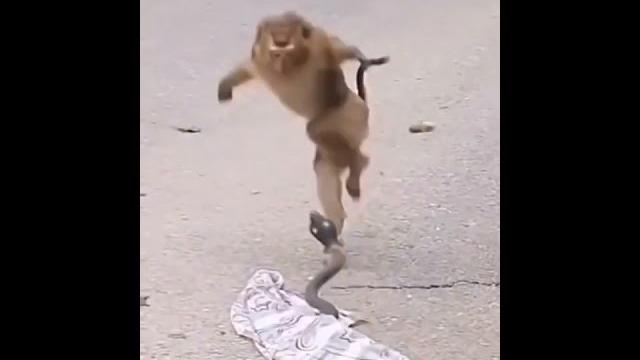 Monkey surprise Monkey surprise