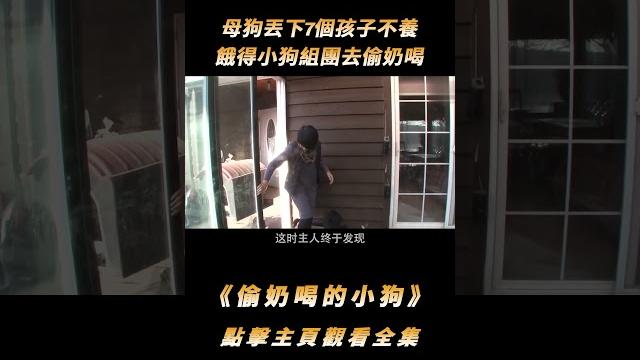 母狗丟下7個孩子不養,餓得小狗組團去偷奶喝,這下隔壁狗媽遭殃了#shorts 母狗丟下7個孩子不養,餓得小狗組團去偷奶喝,這下隔壁狗媽遭殃了#shorts