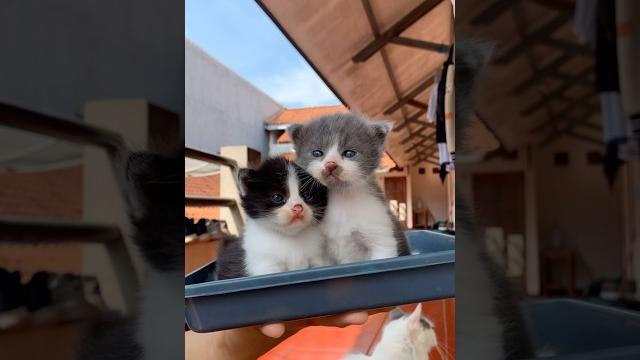 Adek kaka #shorts #shortvideo #trending #catshorts #catvideos #catlovers #foryou #cat #rose Adek kaka #shorts #shortvideo #trending #catshorts #catvideos #catlovers #foryou #cat #rose