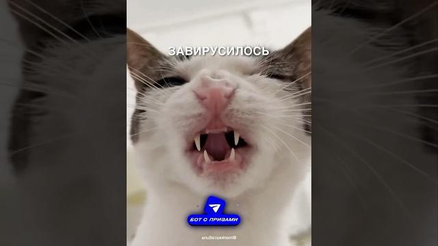 Хрустящий кот #истории #история #новости #новость #shorts Хрустящий кот #истории #история #новости #новость #shorts