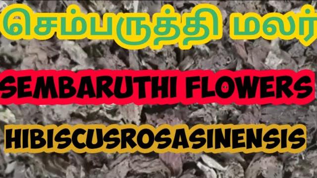 How to make chembaruthi powder How to make chembaruthi powder