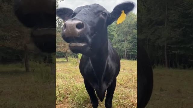 Cow sound #sapi #inek #cow #lembu #cebu #ngakak #caballos #vaca Cow sound #sapi #inek #cow #lembu #cebu #ngakak #caballos #vaca