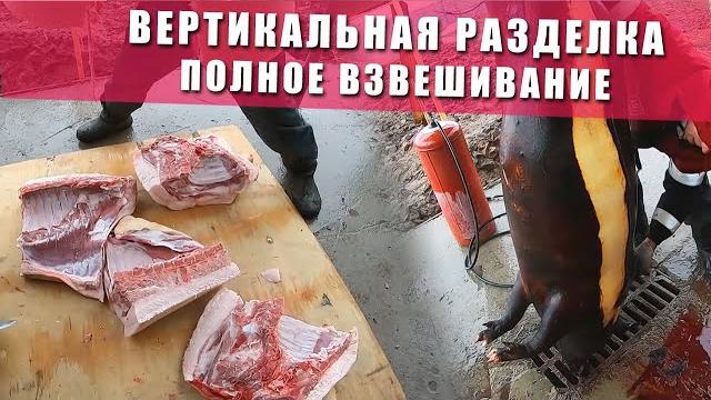 Забой свиньи | свинья русская белая | разделка туши | полное взвешивание | розделка туши Забой свиньи | свинья русская белая | разделка туши | полное взвешивание | розделка туши