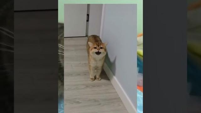 Random pemersatu bangsa, tiktok viral, anime edit, video lucu, dan video menghibur lainnnya #short Random pemersatu bangsa, tiktok viral, anime edit, video lucu, dan video menghibur lainnnya #short