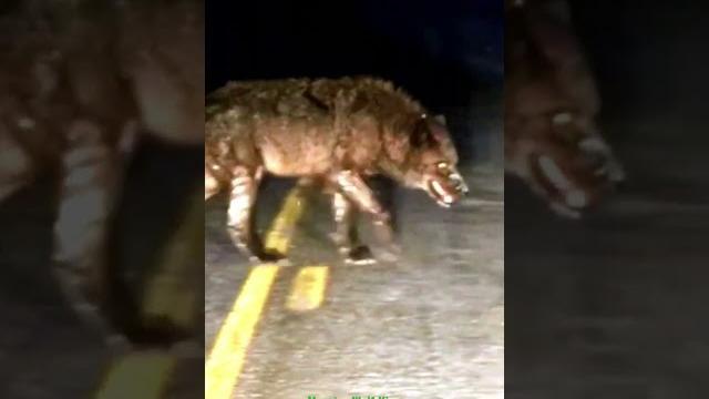 El rey de los lobos provocó el pánico (wolf king) ⁉️ #dog #animals #wildanimals #animales #amazing El rey de los lobos provocó el pánico (wolf king) ⁉️ #dog #animals #wildanimals #animales #amazing