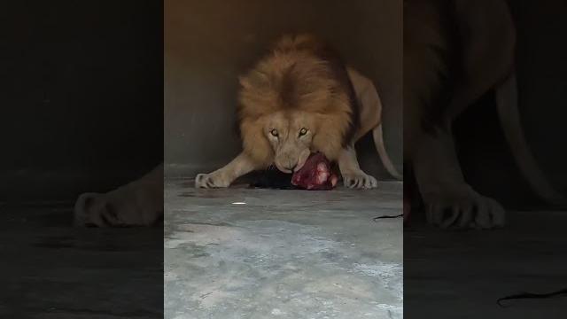 Lion guards food Lion guards food