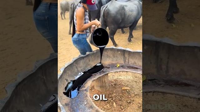 Why farmers feed molasses to cows Why farmers feed molasses to cows