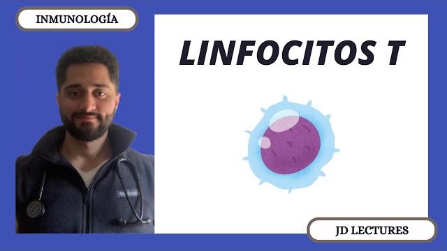 Linfocitos t | inmunología Linfocitos t | inmunología