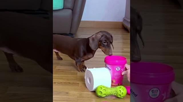 Smart dog #shorts tiktok Smart dog #shorts tiktok