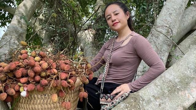 Harvest lychees to go to the market to sell & garden Harvest lychees to go to the market to sell & garden