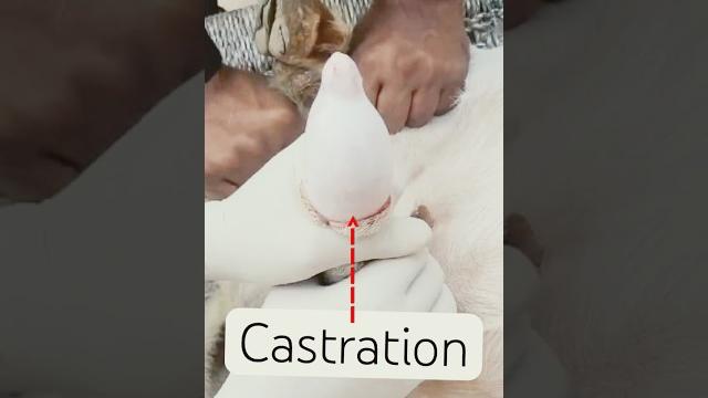 Castration l dr umar khan Castration l dr umar khan