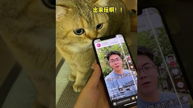 【#薯条麻麻薯】一招制服高冷小猫咪! 【#薯条麻麻薯】一招制服高冷小猫咪!