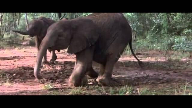 African animals getting drunk off ripe marula fruit African animals getting drunk off ripe marula fruit
