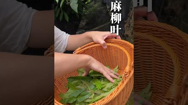这一口汤尚该!潮汕青草 青草文化 山麻柳茶 这一口汤尚该!潮汕青草 青草文化 山麻柳茶