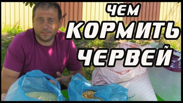 Чем кормить червей дендробена. Чем кормить червей дендробена.