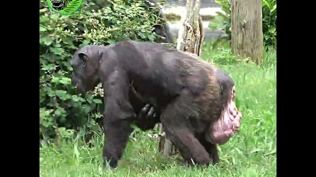 Mother chimp holding newborn baby #shorts Mother chimp holding newborn baby #shorts