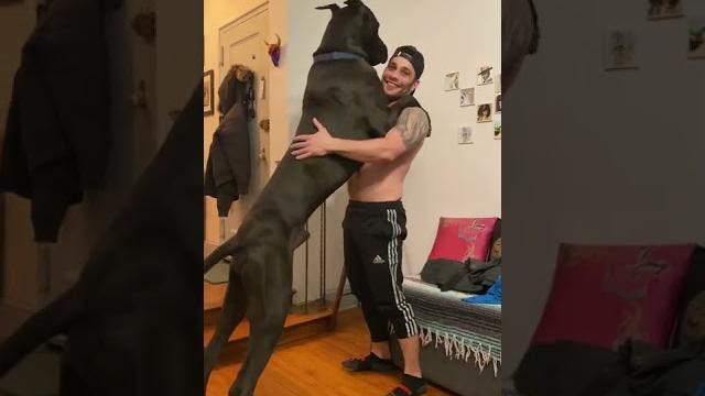 Dang! that’s a big dog!!! i'm 5'8" just for context Dang! that’s a big dog!!! i'm 5'8" just for context