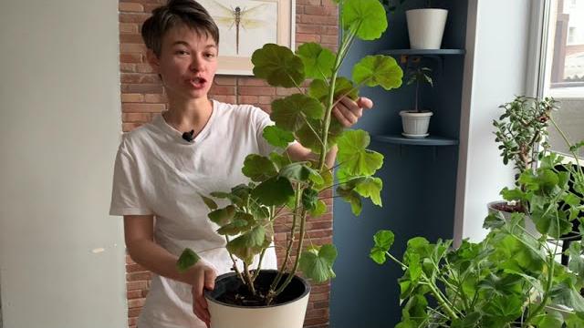 Эффективная обрезка герани (пеларгонии) Эффективная обрезка герани (пеларгонии)