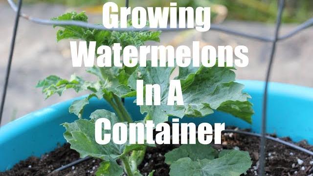Growing watermelons in containers-bush sugar baby Growing watermelons in containers-bush sugar baby