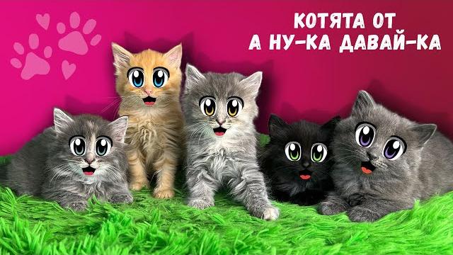 Бездомные котята ищут дом! спасение бездомной кошки с улицы! реакция героя а ну-ка давай-ка на котят