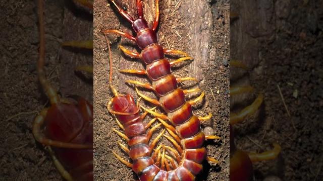 Giant centipede | the giant creepy crawly Giant centipede | the giant creepy crawly