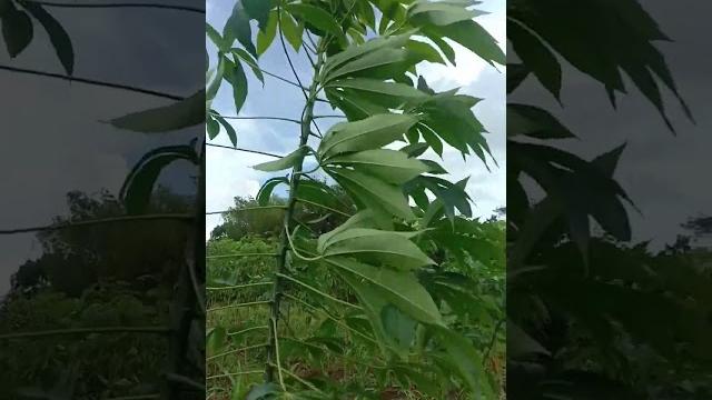 Goyang tiktok viral Goyang tiktok viral