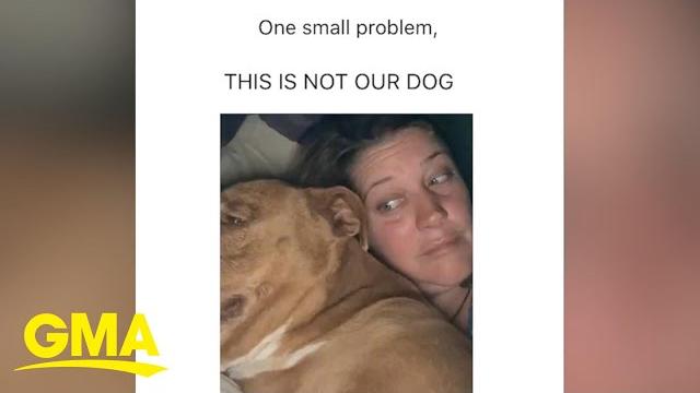 Woman wakes up to a random dog in her bed l gma Woman wakes up to a random dog in her bed l gma