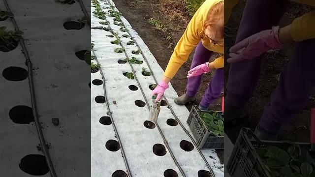Как посадить клубнику на агроволокно Как посадить клубнику на агроволокно