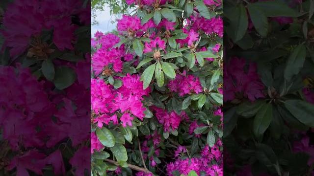 #aiaelu #garden #gardening #natur #aiandus #aiaelu #garden #gardening #natur #aiandus