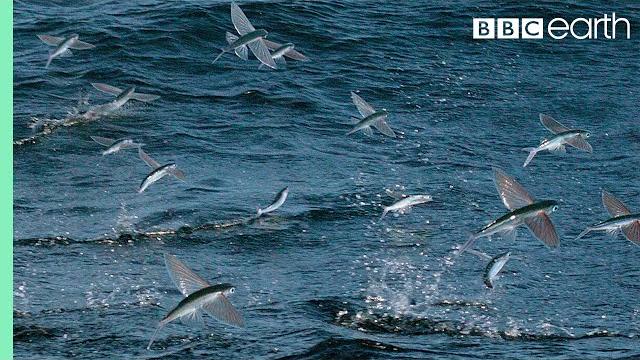 Flying fish picked off from above and below | the hunt | bbc earth Flying fish picked off from above and below | the hunt | bbc earth