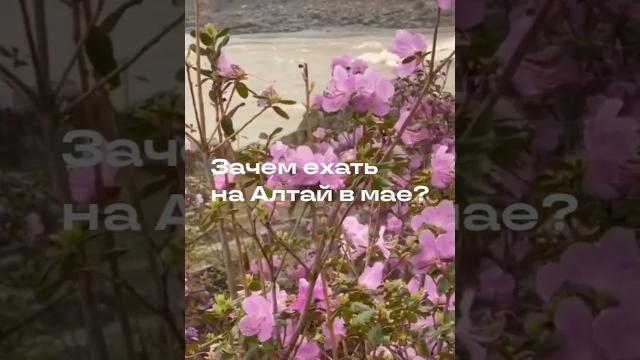Зачем ехать на алтай в мае? Зачем ехать на алтай в мае?